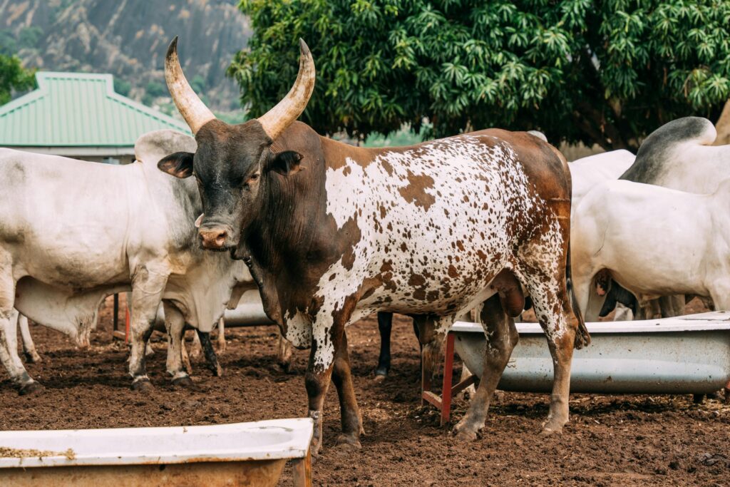 Ankole cattle with large horns in a Nigerian farm setting, Keffi, Nigeria.