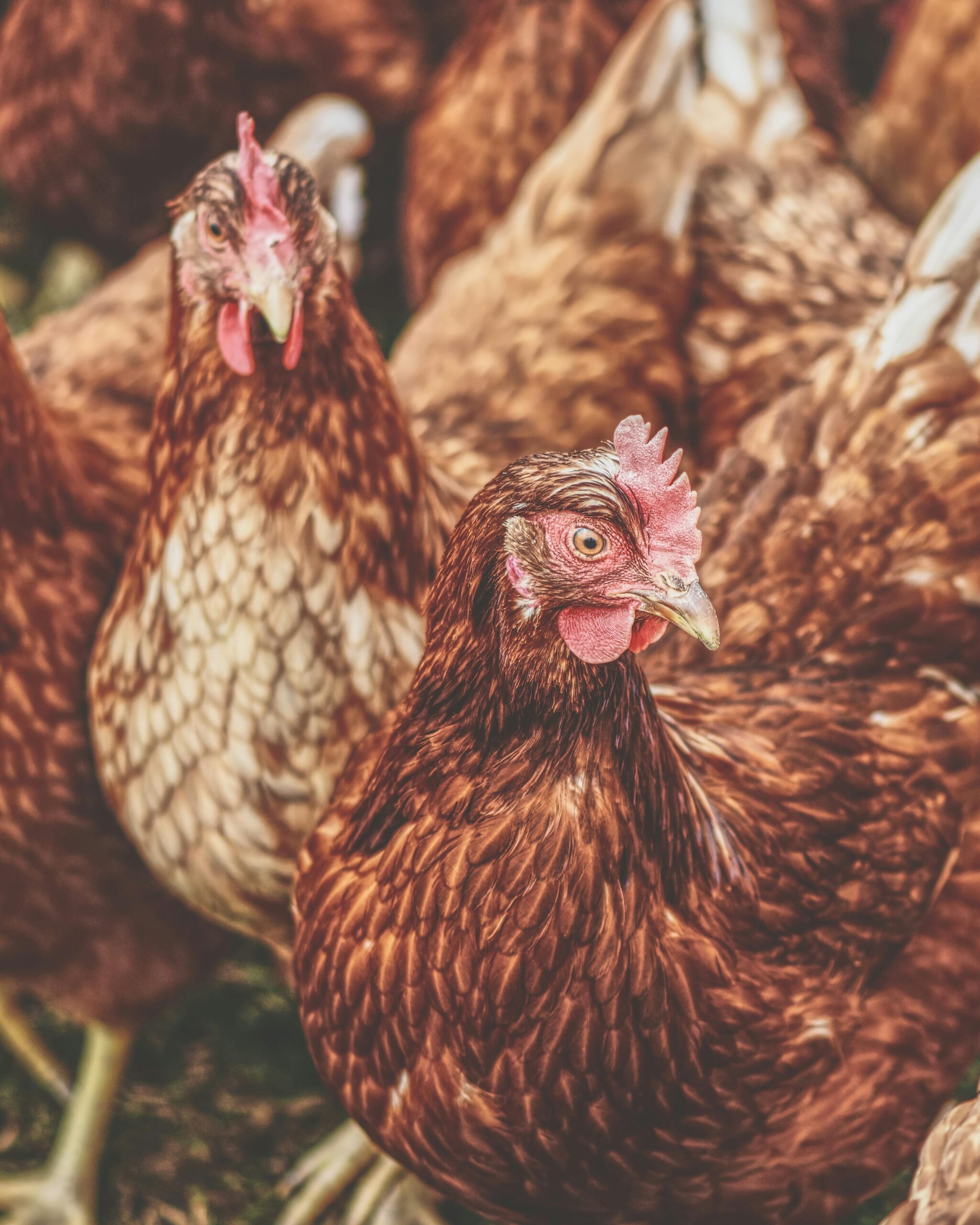 A group of domestic chickens in a farm setting, showcasing their feathers and natural habitat.